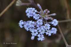 Spermadictyon suaveolens